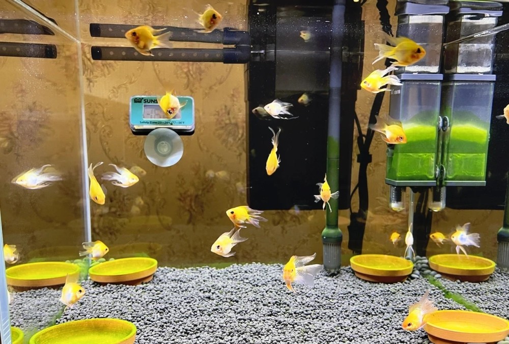 养金波子鱼的六大注意事项