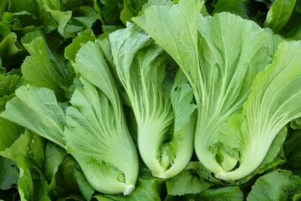 大芥菜茎干厚实,像根茎食物,却很容易煮透,最好吃的也就是这个部分:没