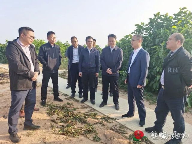 赵文博到钦州城乡融合发展试验区(灵山片区)调研产业发展和乡村振兴