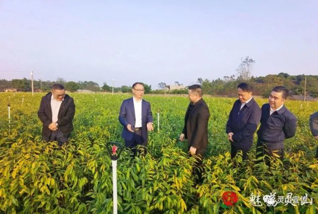 赵文博到钦州城乡融合发展试验区(灵山片区)调研产业发展和乡村振兴