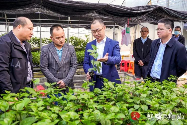 赵文博到钦州城乡融合发展试验区(灵山片区)调研产业发展和乡村振兴