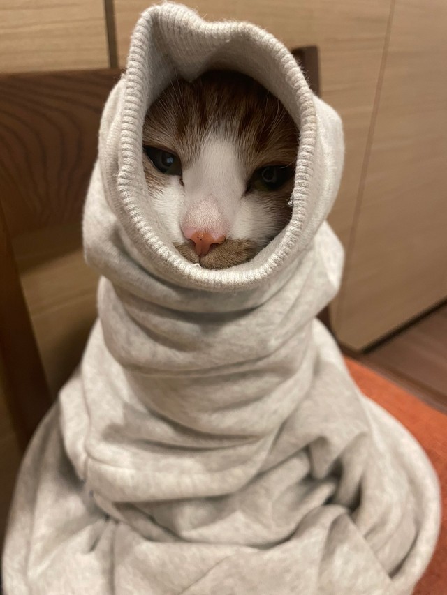 猫是怕冷的动物当感觉冷时会有5个标志