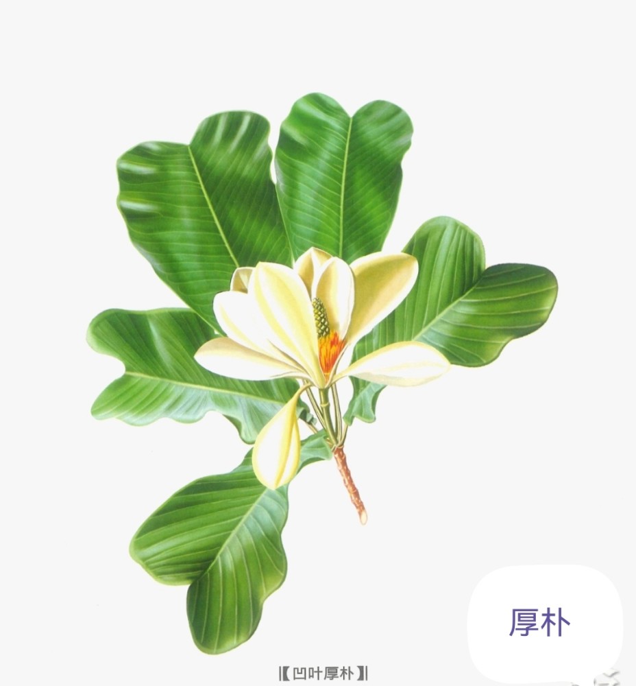 中药古今研究:厚朴_腾讯新闻