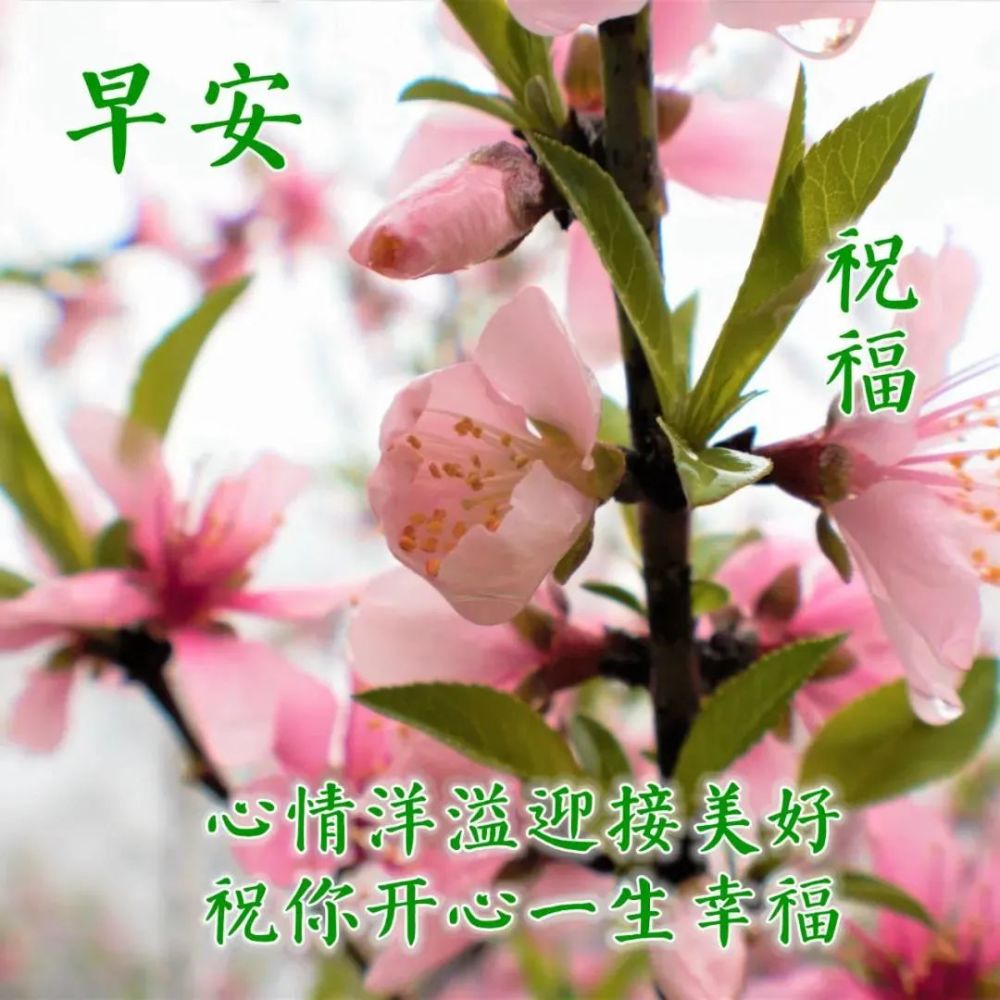 最美问候早上好祝福语动态漂亮图片温馨早安问候语图片带字