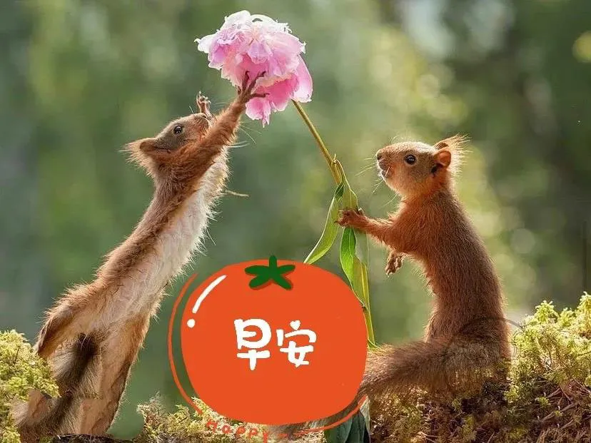 暖心的早安问候祝福图片带字2021最火的早晨好动态表情