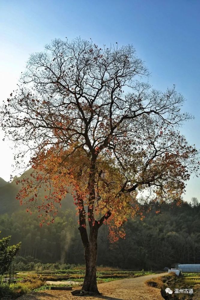 烏桕經霜滿樹紅,溫州這棵網紅樹將要落葉,錯過待來年!_騰訊新聞