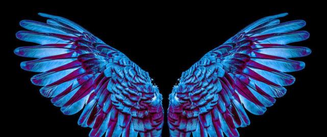 心理测试:假如你是天使,你会挑选哪对翅膀,测谁是你的克星|wings|心理