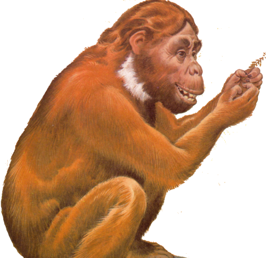 真是古猿进化成了人类科学家提出海猿设想颠覆认知