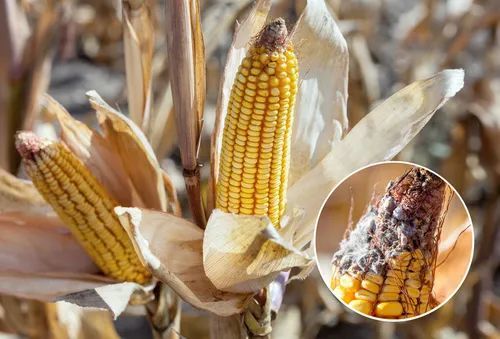 当玉米长期处在高温湿润的环境下,容易滋生黄曲霉毒素