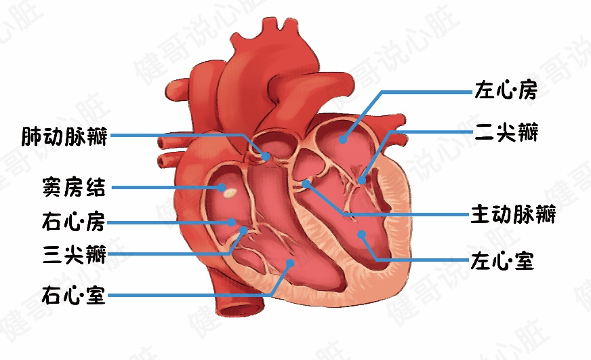健哥说心脏回顾版|人人都有一座"豪宅"——揭秘心脏结构