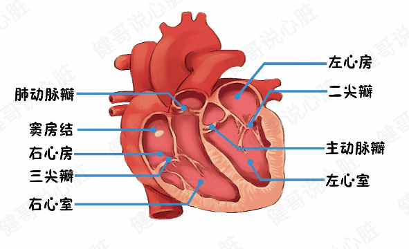 心脏图片结构图简易图片