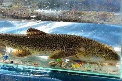 中国原生鱼——豹鱼