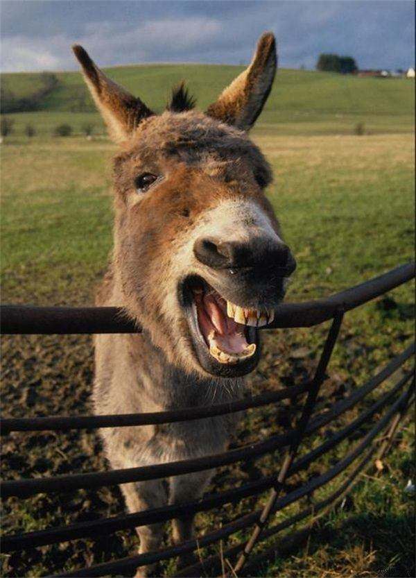 按照《论人类的面相》的划分,麻木愚蠢之人,都会像驴子那样长着一张大