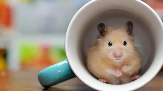 养仓鼠需要准备什么 新手入门必知