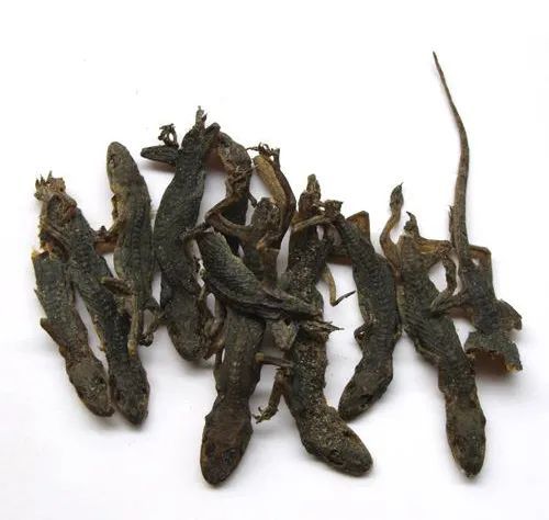 【功效与作用】祛风定惊,解毒散结.