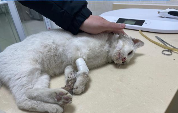 同济毒猫事件不构成违法律师若对人造成影响可获罪