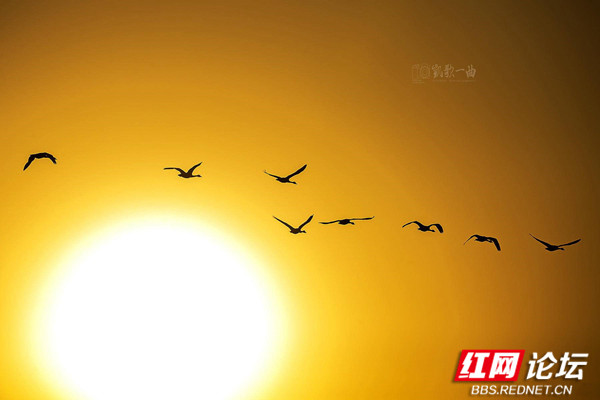 每日一圖湖南冬日勝景這裡完美詮釋了落霞與孤鶩齊飛