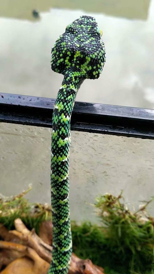 比熊猫更珍稀的蛇种中国蟒山烙铁头全球不足500黑市百万美元一条