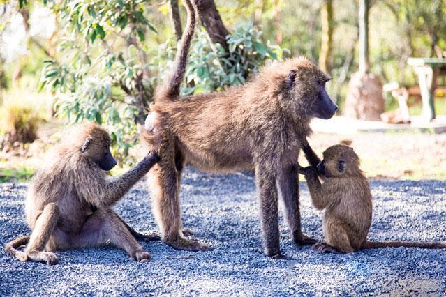 總結通過以上兩種動物的行為,我們發現並不是所有的