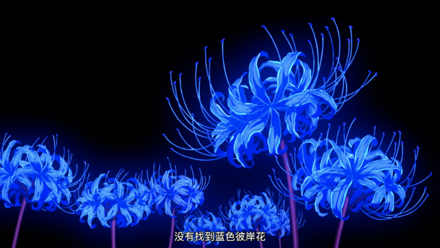 冰蓝色彼岸花的花语图片