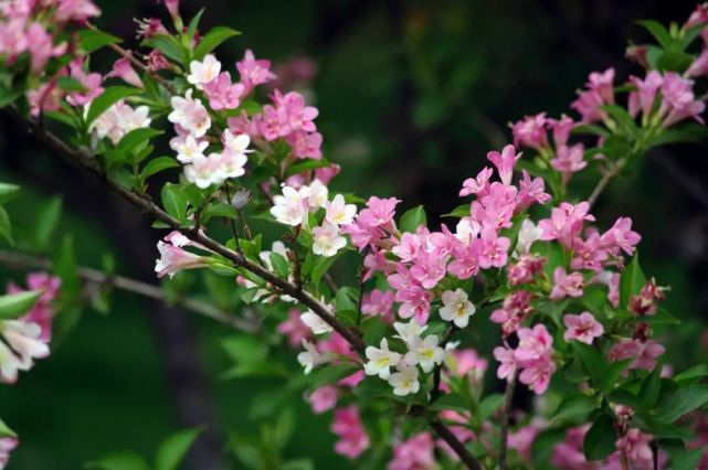 现代古诗四首清风雅雨建昌月画意诗情杨慎文如是人老百姓