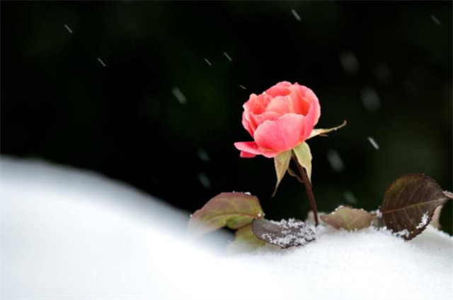 冬花月季美诗六首 对花一似坐春风 腾讯新闻