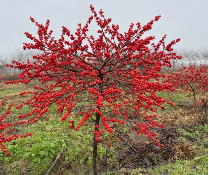 30都不怕的富贵树天越冷果子越红一挂就是大半年
