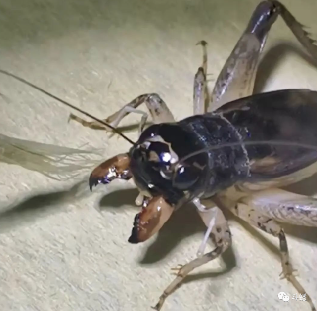 蟋蟀鉴赏:9路黑披