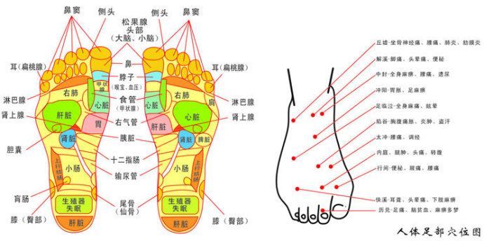 脚部穴位图足疗口诀