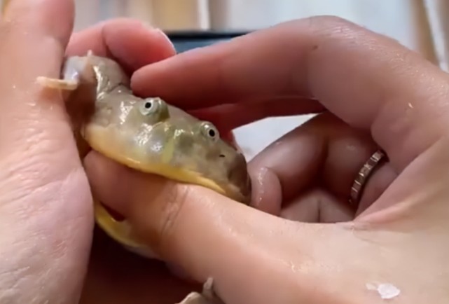 青蛙有牙齿?浙江一女子觉得宠物青蛙可爱逗它玩,下一秒被咬出血