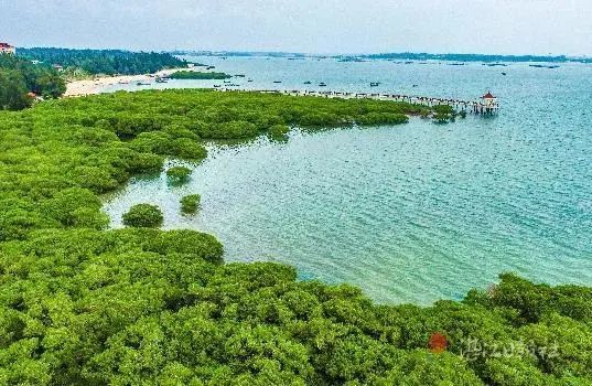 海岸卫士——红树林,到底隐藏着多少"宝藏"