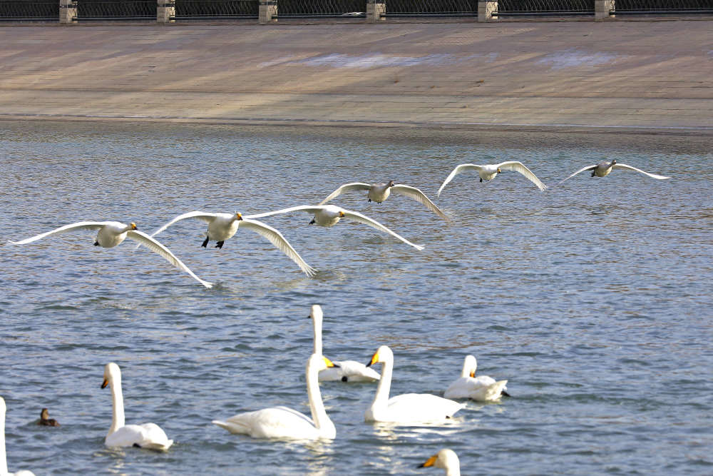 新疆库尔勒天鹅舞动孔雀河