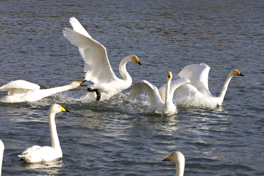 新疆库尔勒天鹅舞动孔雀河