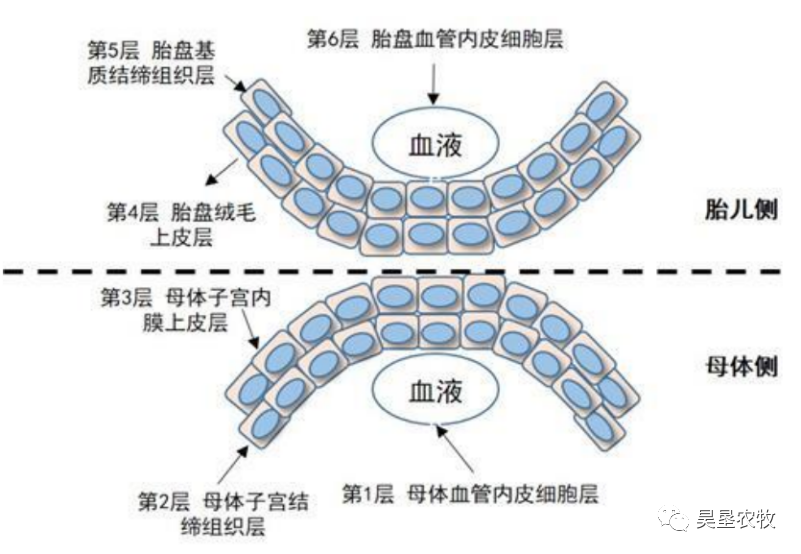 猪胎盘结构与功能的营养调控策略