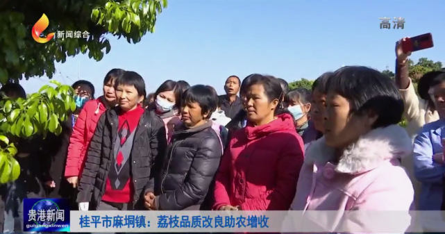 桂平市麻垌镇:荔枝品质改良助农增收