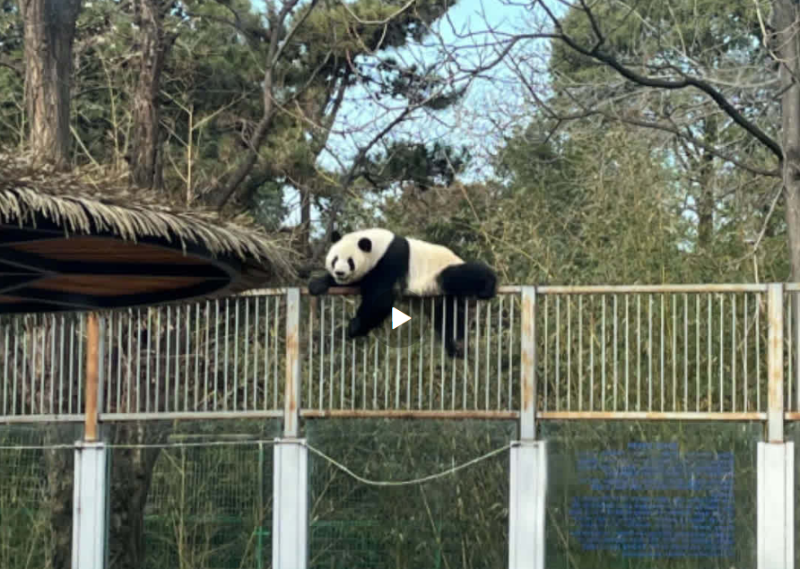 大熊猫萌兰翻墙越狱!