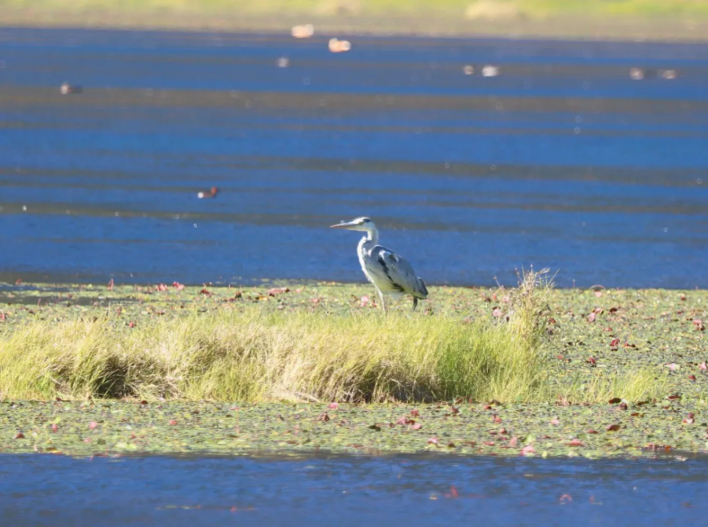 腾冲北海湿地生物多样性科普苍鹭
