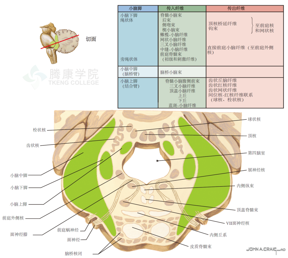 神經解剖學小腦深部核團和小腦腳的解剖及臨床意義