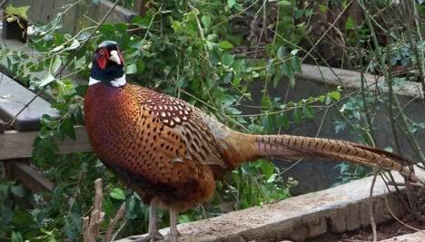 心理测试:4只野生凤凰哪只最傲慢?测在异性眼中你是什么人?