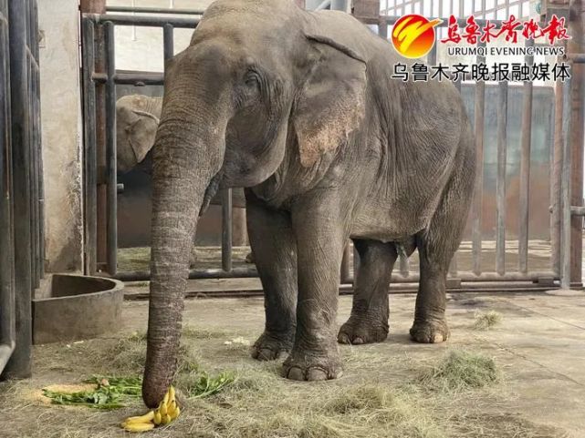 新疆天山野生動物園推出冬季優惠 門票最低10元/張