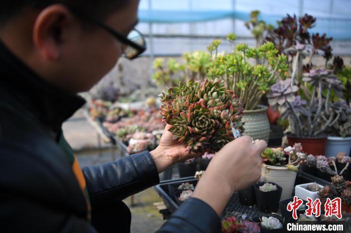 90后创业青年扎根乡村养多肉植物立志成为多肉大王 腾讯新闻
