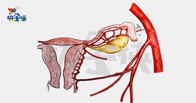 子宫动脉血流一篇全知道