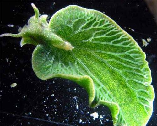 世界最奇特的种族仅3000人皮肤血液全绿色被误以为是外星人