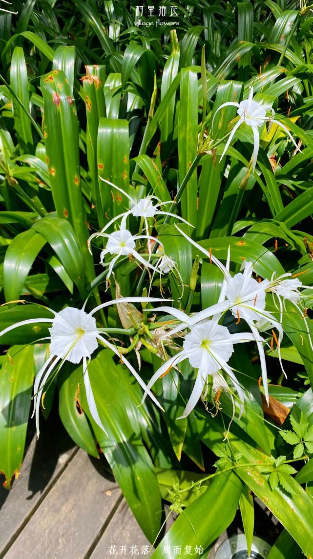 水鬼蕉一天认识一种植物