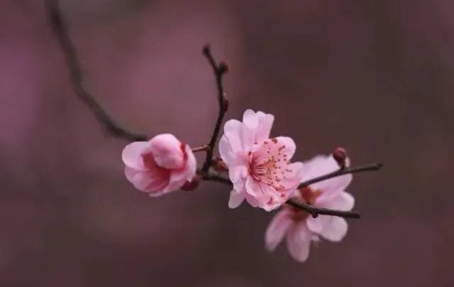 揭牌河埠小麻洲,山色湖光亮眼眸. 美景詩詞緣本厚,趣情相映願相酬.