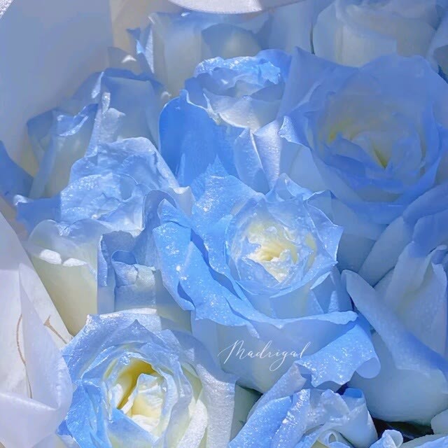 蓝玫瑰背景图走时满身月归时满天星