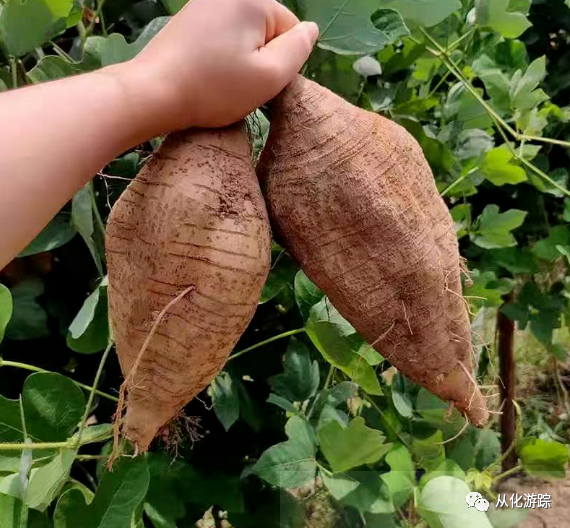 进入冬季,许多广东人喜欢用粉葛煲汤.
