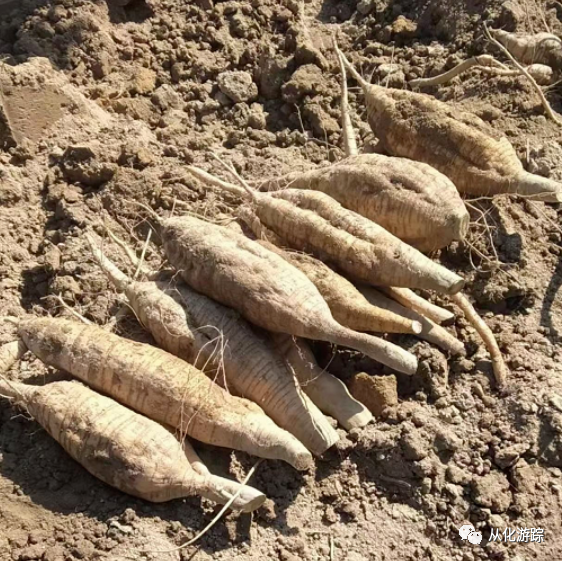 从化车头粉葛上市啦