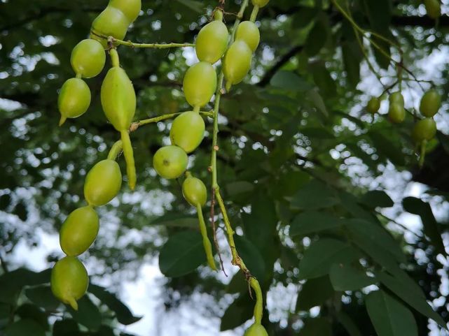 这种树路边常见,果实像豆角,殊不知是天然止血药,价值相当高