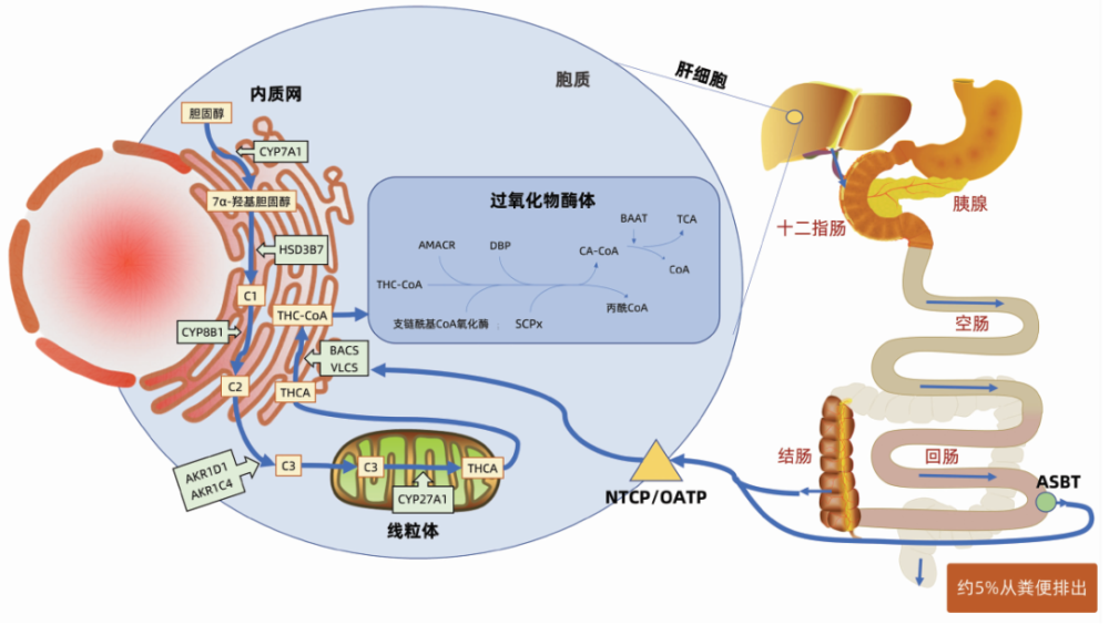 特別關注牛磺膽酸促進肝硬化發展的機制